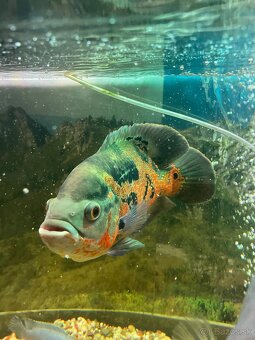 ocelatus cichlida pavia - 3