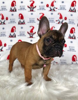 Francúzsky buldoček s PP - sučka BAMBI 🌸 - 3