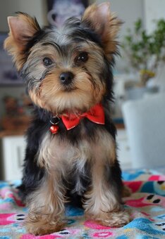 Yorkshire Terrier, York, Jork, Yorkshirsky teriér, šteniatka - 3