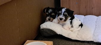 Yorkshire terier biewer mini - 3