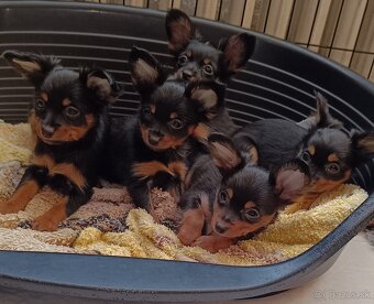 Ruský toy s PP - dlouhosrstý - 3