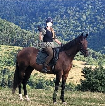Predám špičkovú kobylu - 3