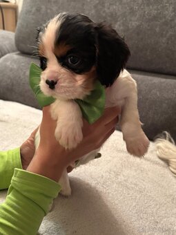 Cavalier King Charles Španiel - 3