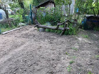 Predám hruškové drevo vhodné na umelecké spracovanie - 3
