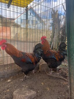 Predám kohúta Marans - 3