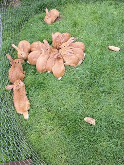 Predám  burgundských krälikov - 3