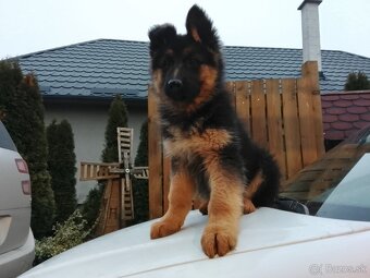 Stena nemeckého ovčiaka - 3
