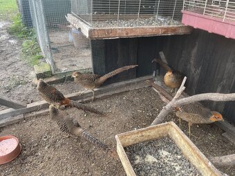 Predám vtáctvo - 3