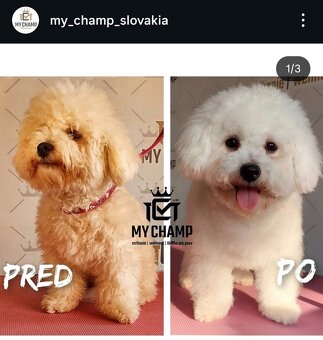 Salón pre psov, strihanie psov Bratislava - 3