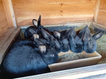 Predám mladé králiky - 3