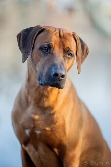 Rhodesian Ridgeback šteniatka s PP - 3