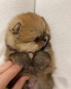 Pomeranian mini - 3