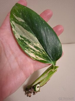 Monstera Cobra aurea - 3