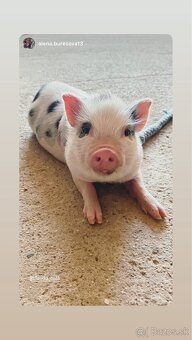 Predám mini prasiatko - 3