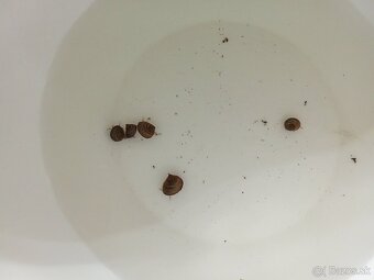 Slimák Filopaludina martensi White - 3