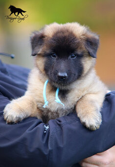 Belgický ovčiak Tervueren - štěňátka s PP - 3