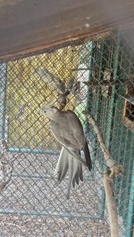 Korela Bielohlavá - 3