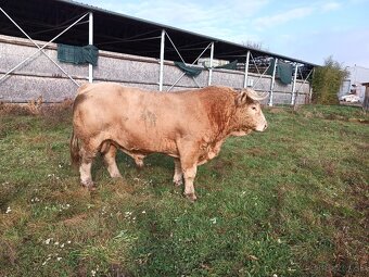 Predám býka - 3