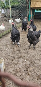 Brahmanka velká - 3