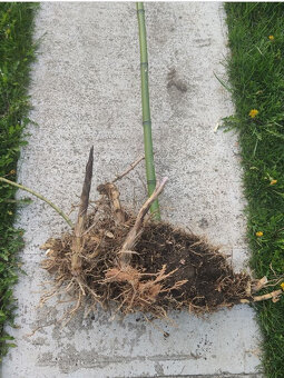 Planty bambus odkopy zakorenené stalozelený mrazuvzdorný - 3