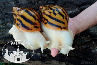 Africké slimáky Achatina achatina / Terárium gekón škrečka - 3