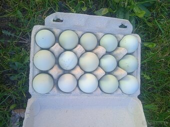 Araucana - 3