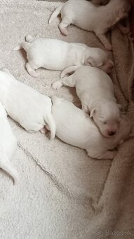 Predám mini maltezakou - 3