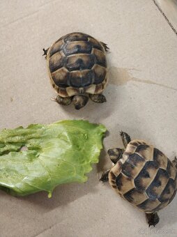 predám korytnačky - 3