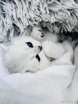 Britská strieborná činčila - 3