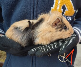 Morské prasiatka - 3