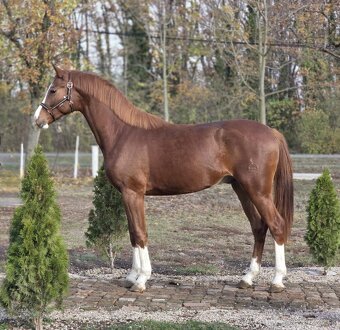 krásny mladý žrebec - 3