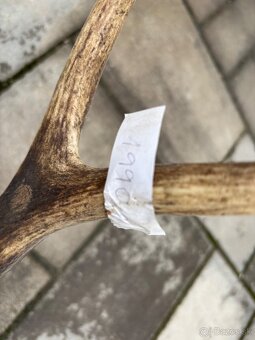 Parožie, parohy, zhody, trofej - 3