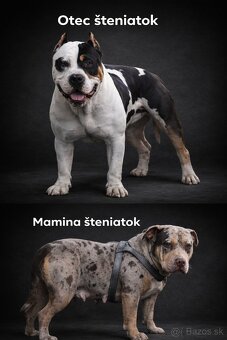 American bully - 3