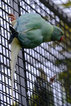 Alexander malý aqua - 3