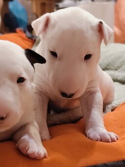 Miniatúrny bulteriér,  minibulterier , minibull - šteniatka - 3