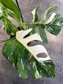 Monstera ALBO VARIEGATA - 3