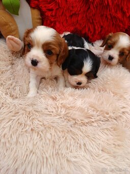 Cavalier king charles spaniel - 3