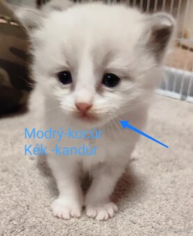 Ragdoll mačiatká bez pp - 3