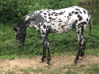 Appaloosa - ročná kobyla čierny leopard - 3