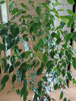 Predám kvet FICUS - 3
