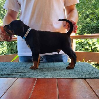 Doberman s PP - 3