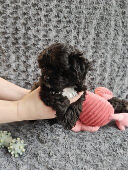 Ruská farebná bolonka s PP – šteniatka z CHS Tlapky radosti - 3