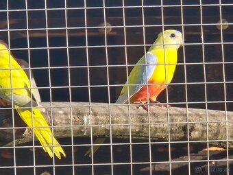 Nefema tyrkisová - 3