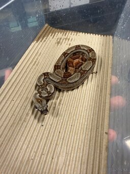 Boa Constrictor - Velhad kralovsky - 3