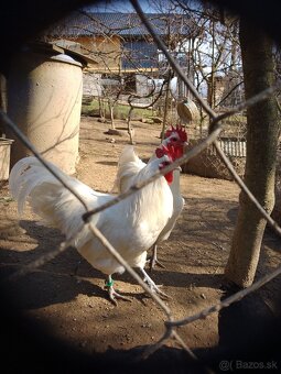 Biela australorpka - 3