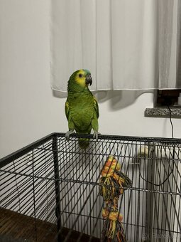 Amazoňan modročelý - 3