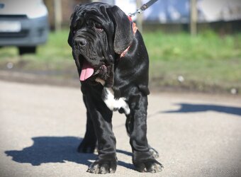 Neapolský mastiff, Mastino napoletano, Neapolitan mastiff - 3