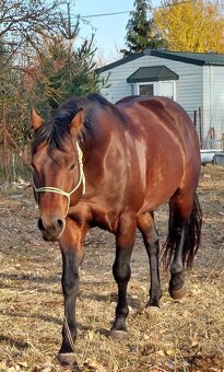 Pripustanie AQHA, APHA, APPA, aj ine - 3