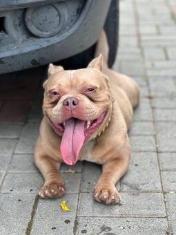 American Bully Micro - 3