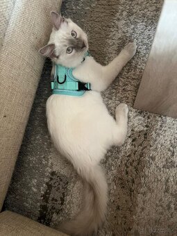 Ragdoll kocúrik 4mes. - 3